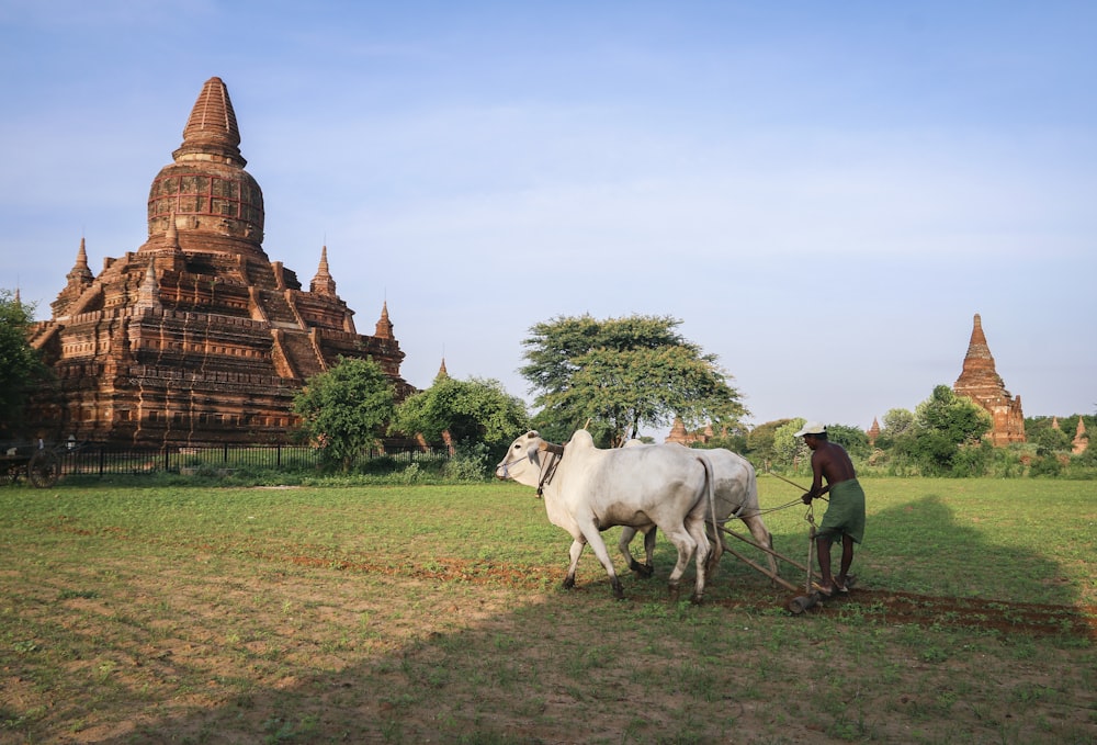 people riding horses on green grass field during daytime