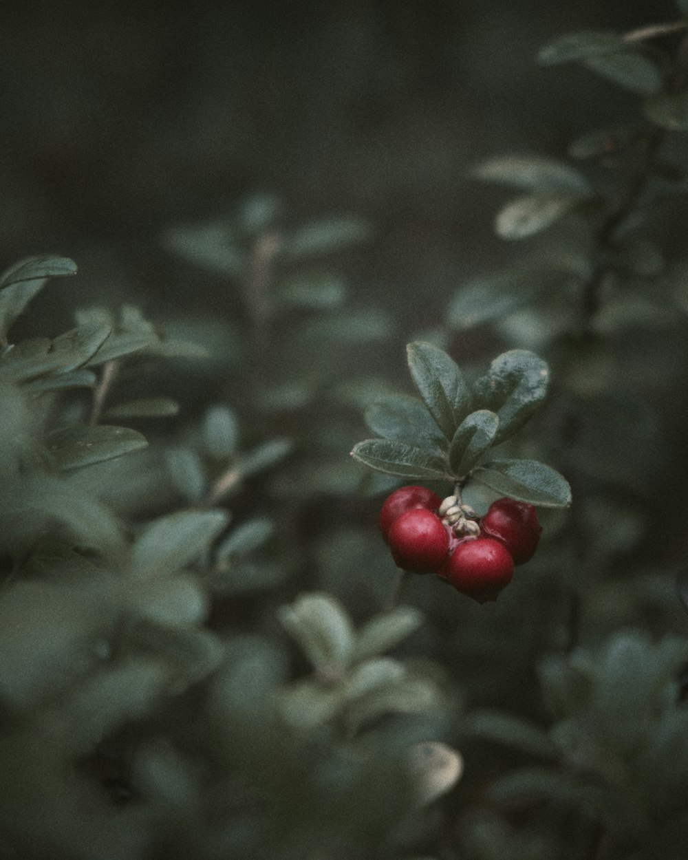 red round fruits on green leaves