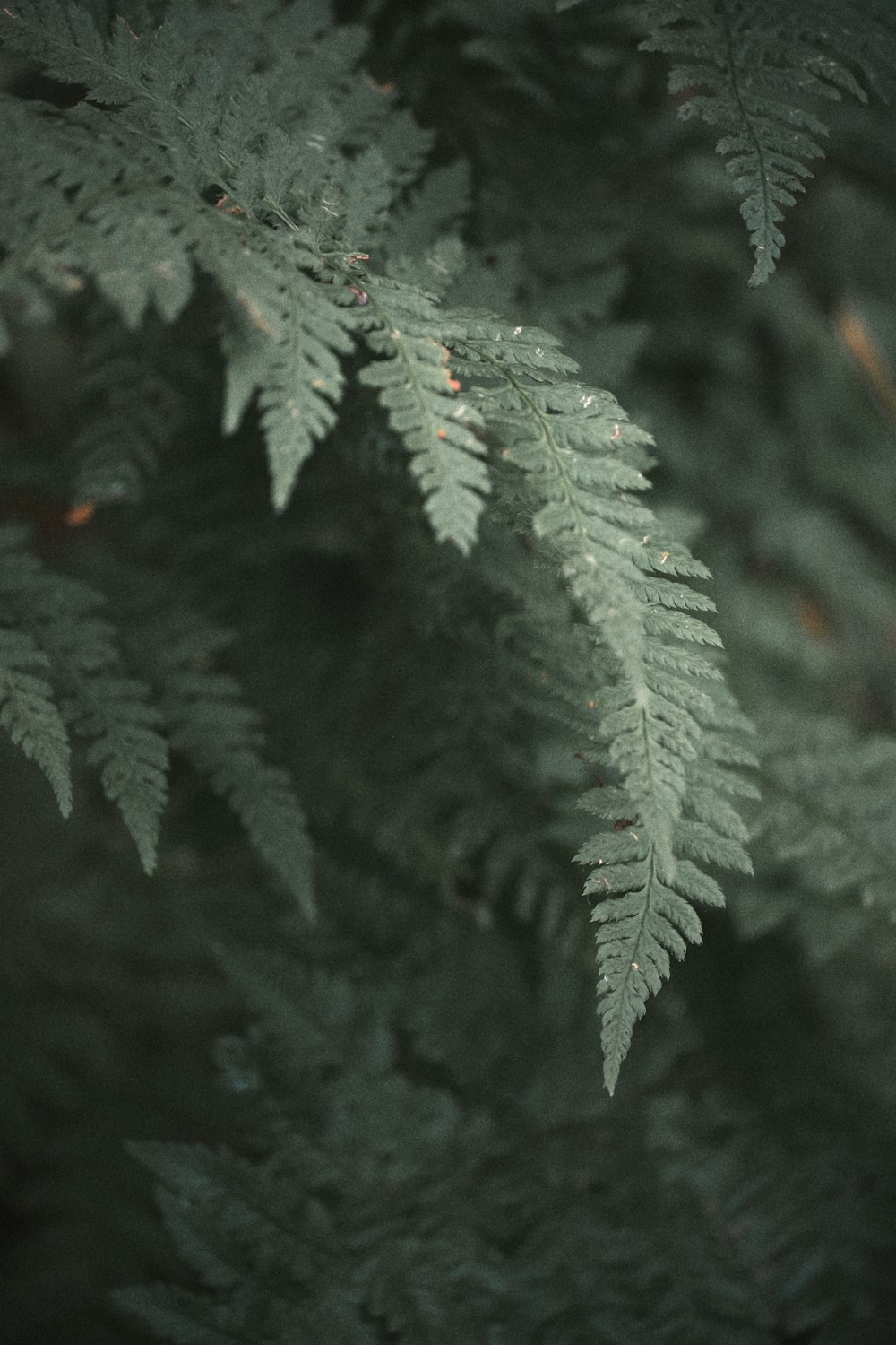 green leaf plant in close up photography