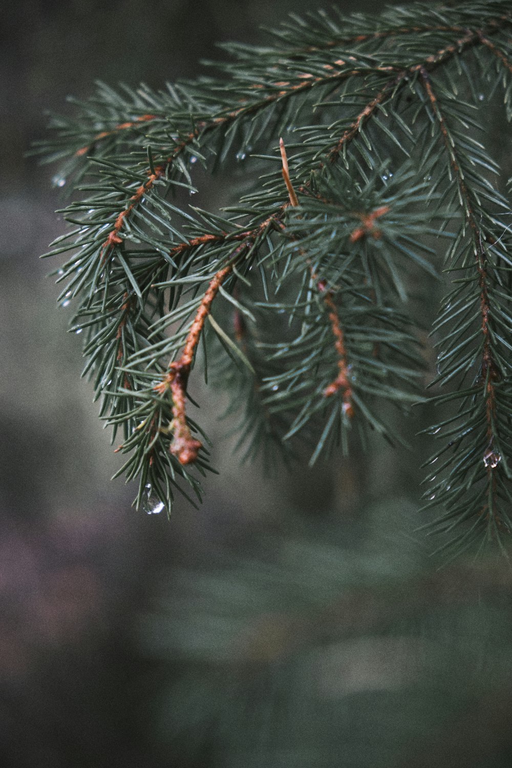 green pine tree with snow