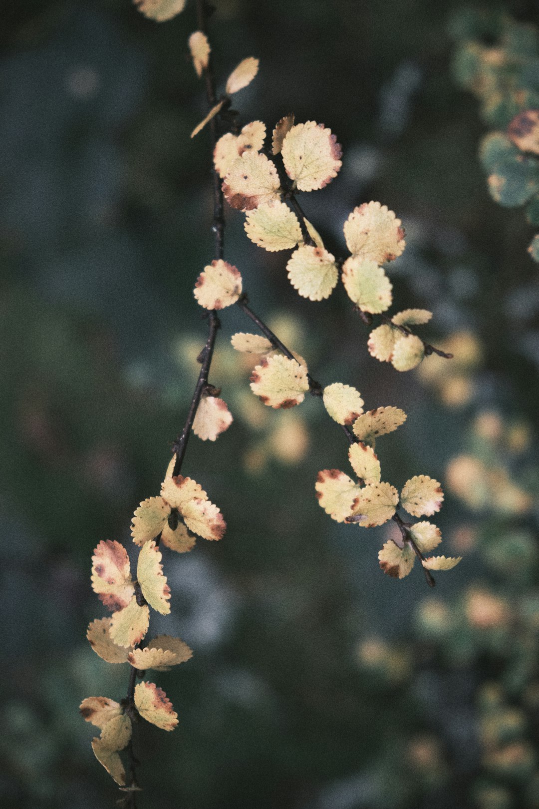 yellow flower in tilt shift lens