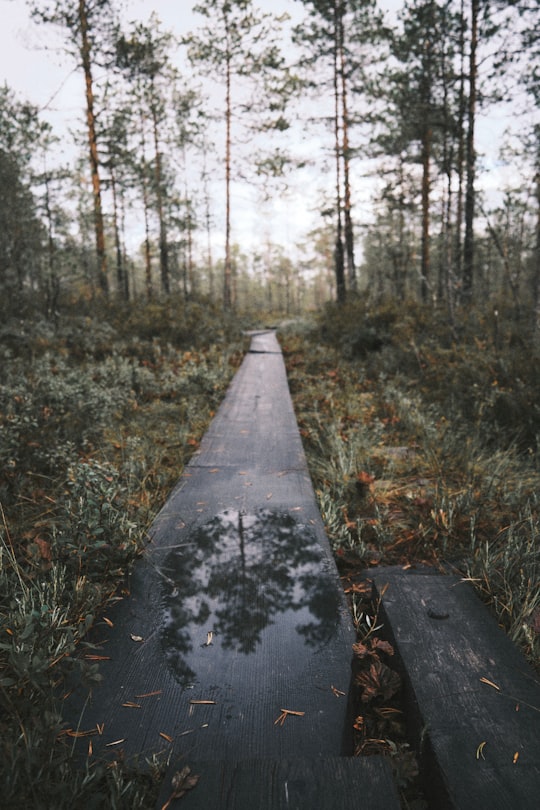 brown wooden pathway in the woods in Seinäjoki Finland