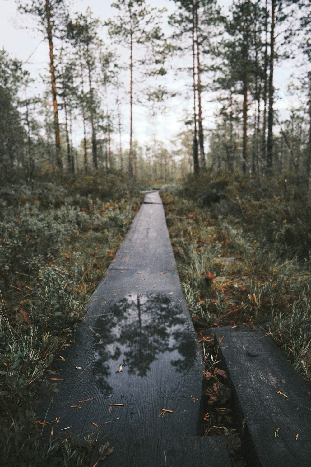 brown wooden pathway in the woods