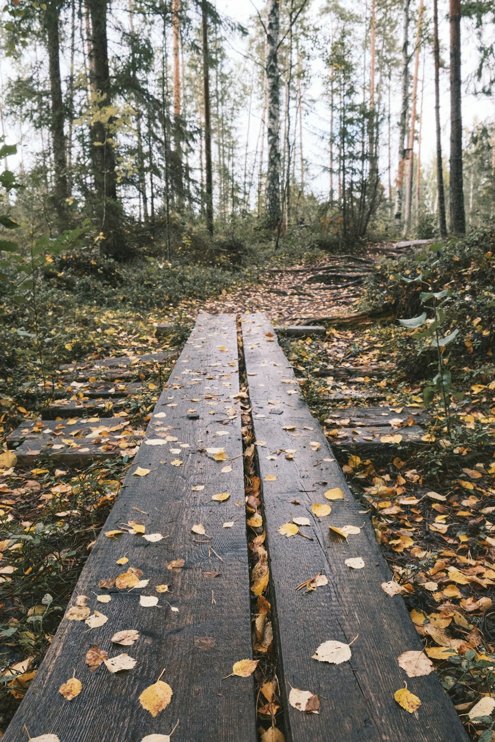 brown wooden pathway in the woods