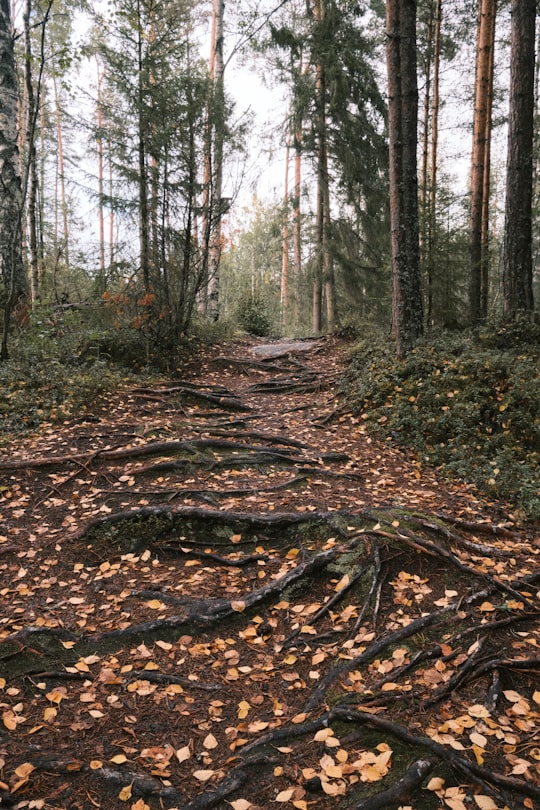 brown and green trees during daytime in Seinäjoki Finland