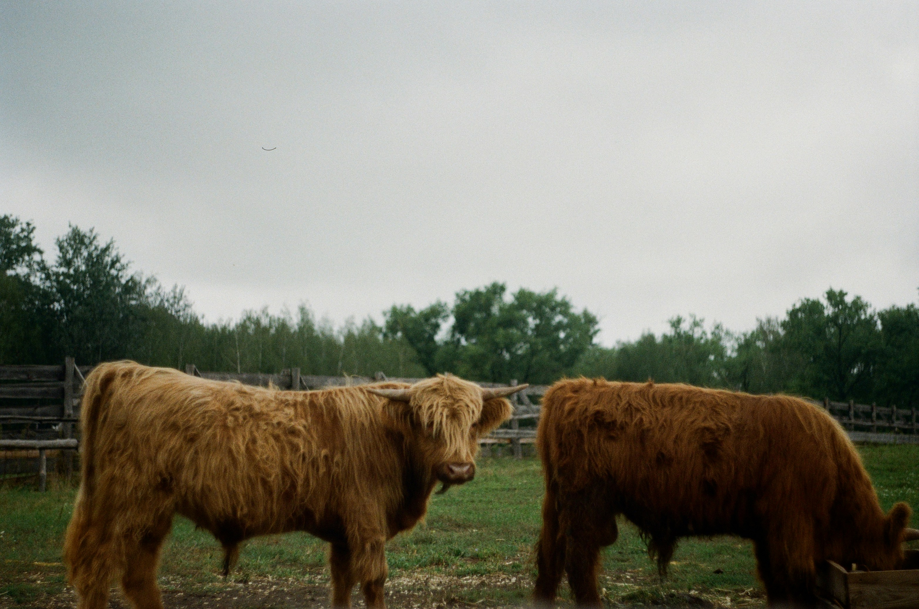 Highland cattle analog photo 35mm