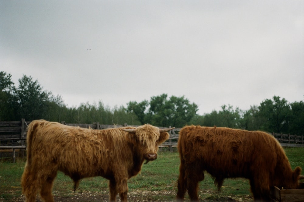 brown cow on green grass field during daytime