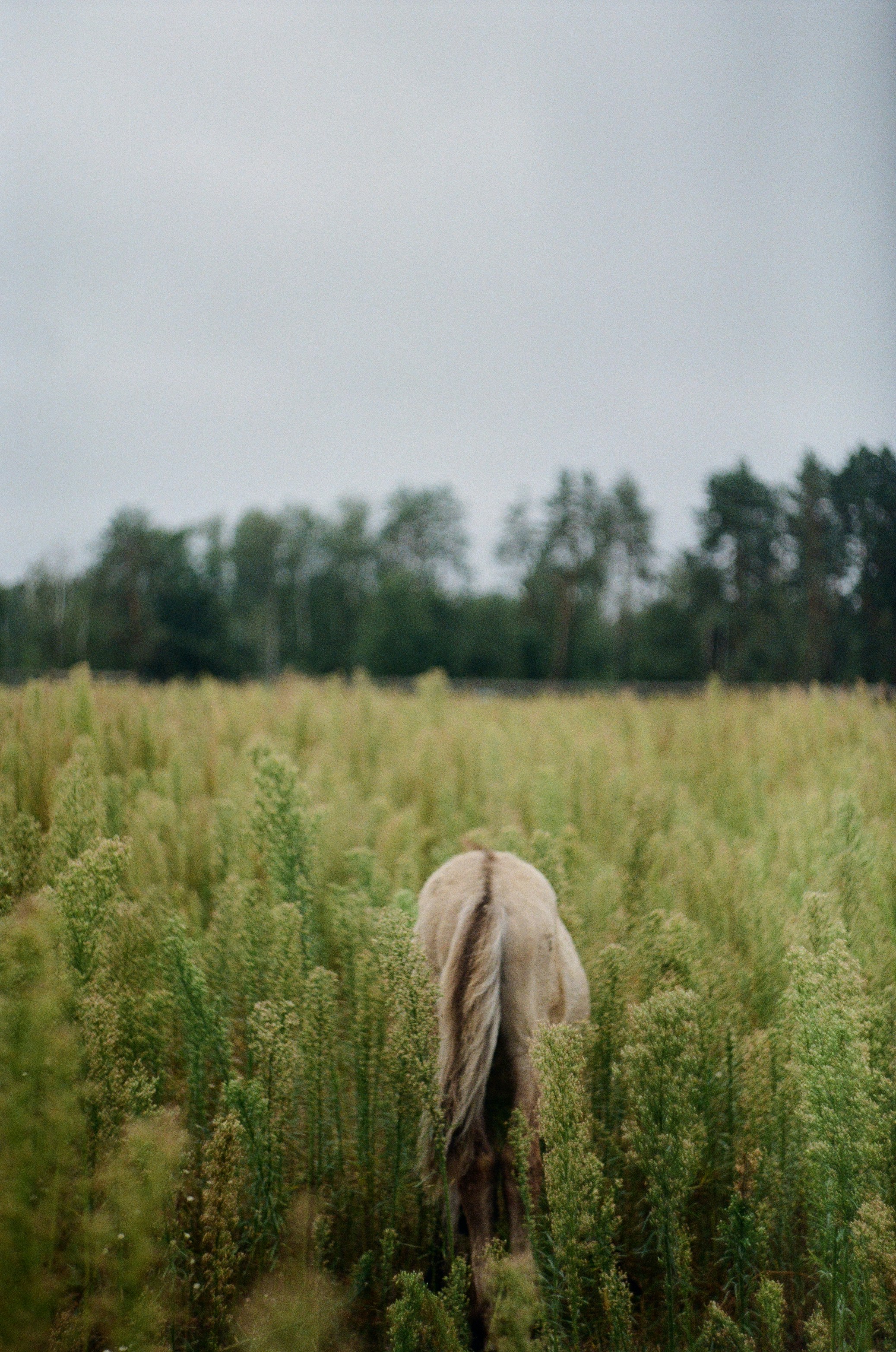 brown horse on green grass field during daytime