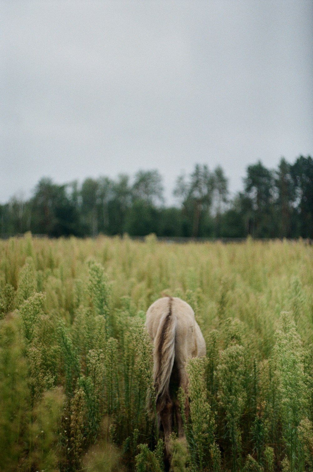 brown horse on green grass field during daytime