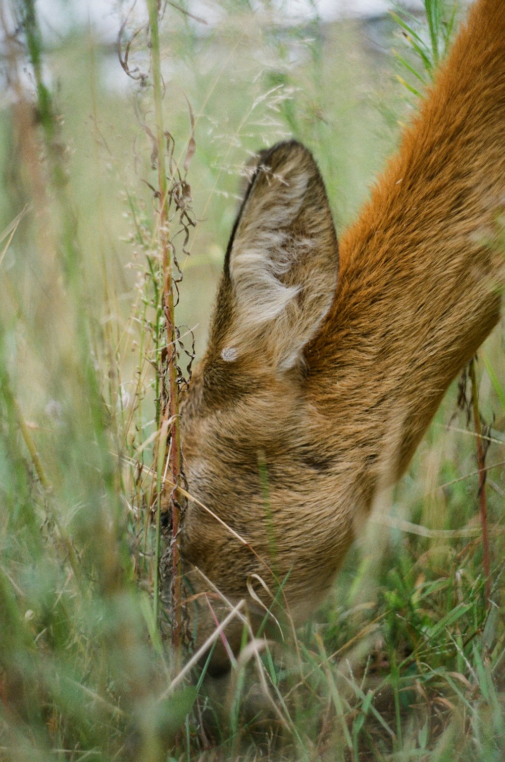 brown and white animal on green grass during daytime