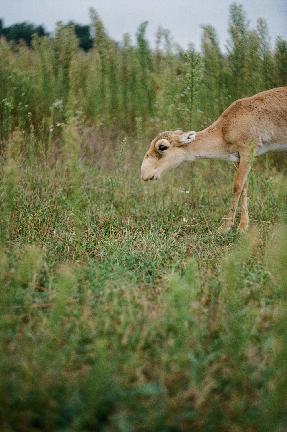 Braunhirsche auf grünem Grasfeld tagsüber