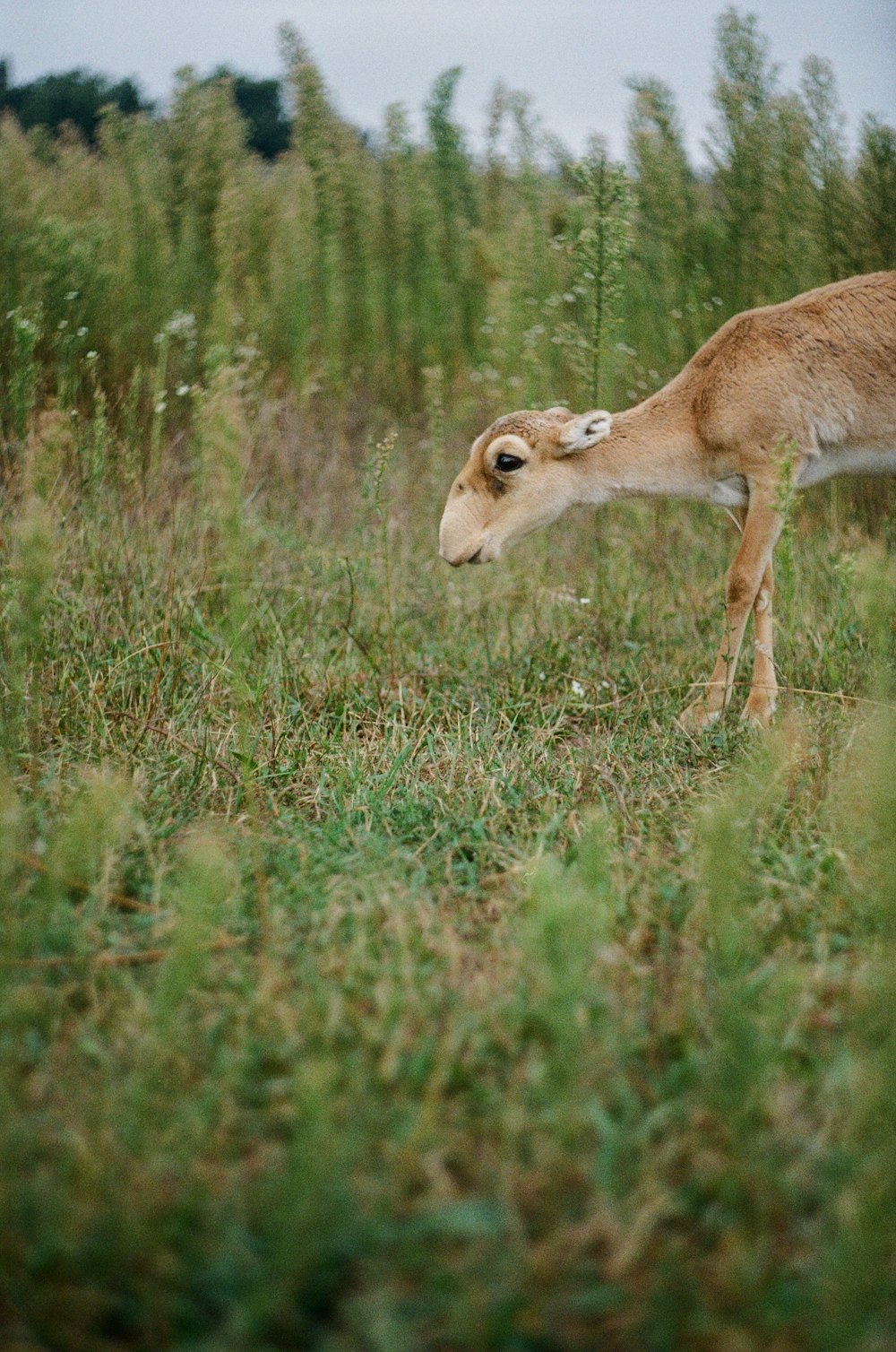 Ciervo marrón en un campo de hierba verde durante el día