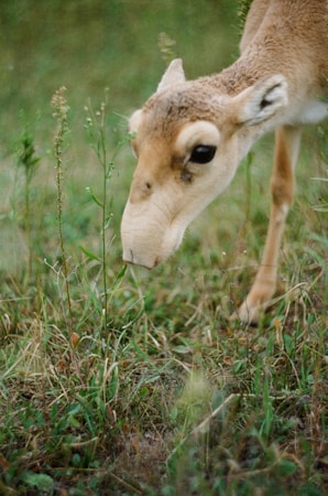 Understanding Saiga Conservation and Its Importance