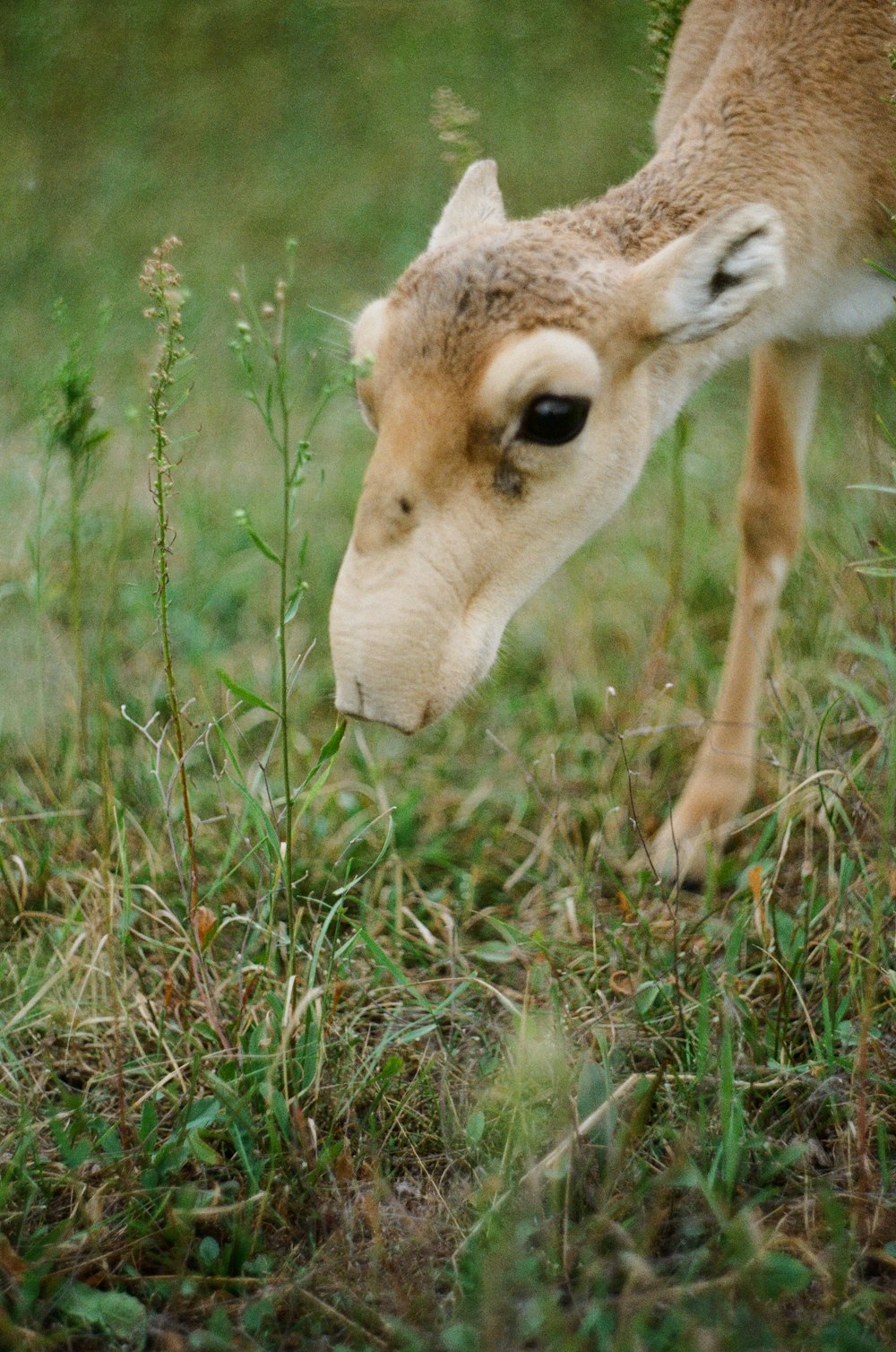 white and brown deer on green grass during daytime