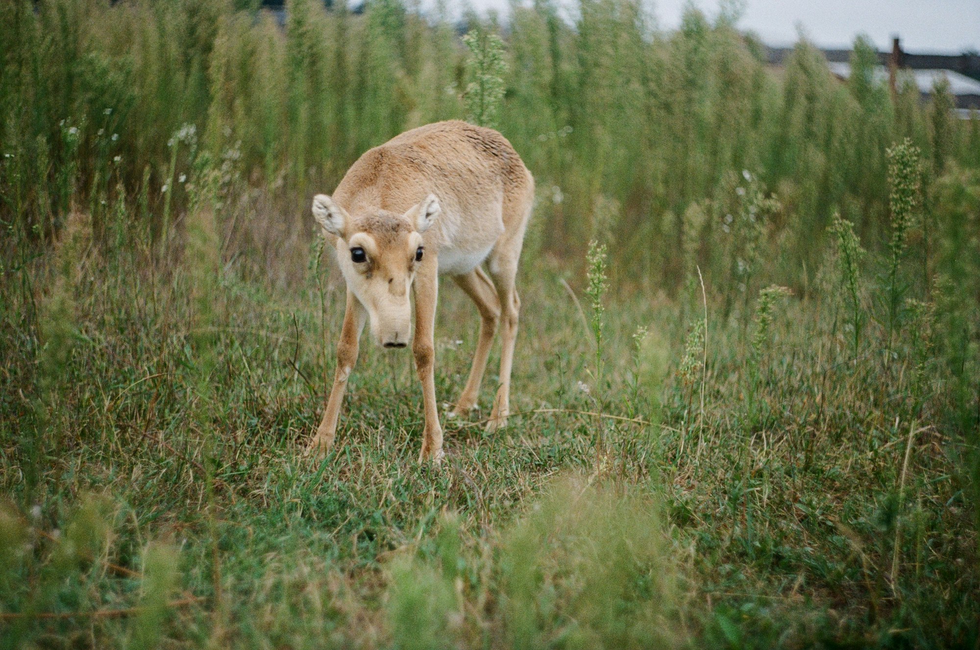 brown saiga deer on green grass field during daytime