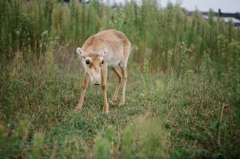 brown deer on green grass field during daytime