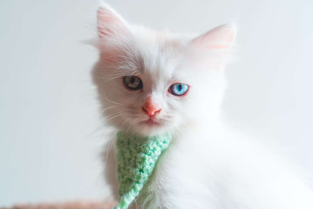 weiße Katze in grün-weißem Schal