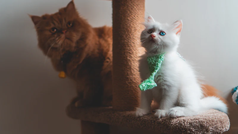 Gato blanco y marrón subido a un árbol rascador