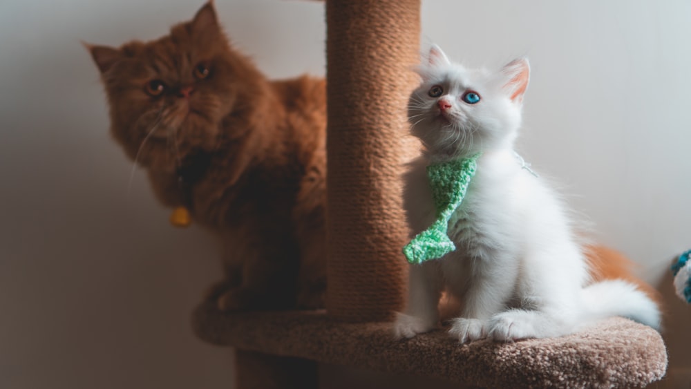 white and brown cat on cat tree