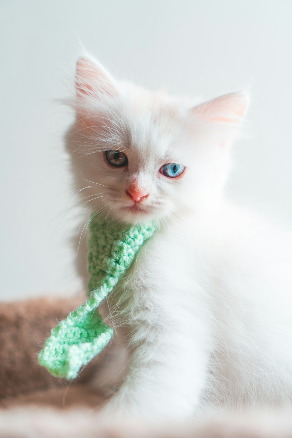 white cat with green ribbon