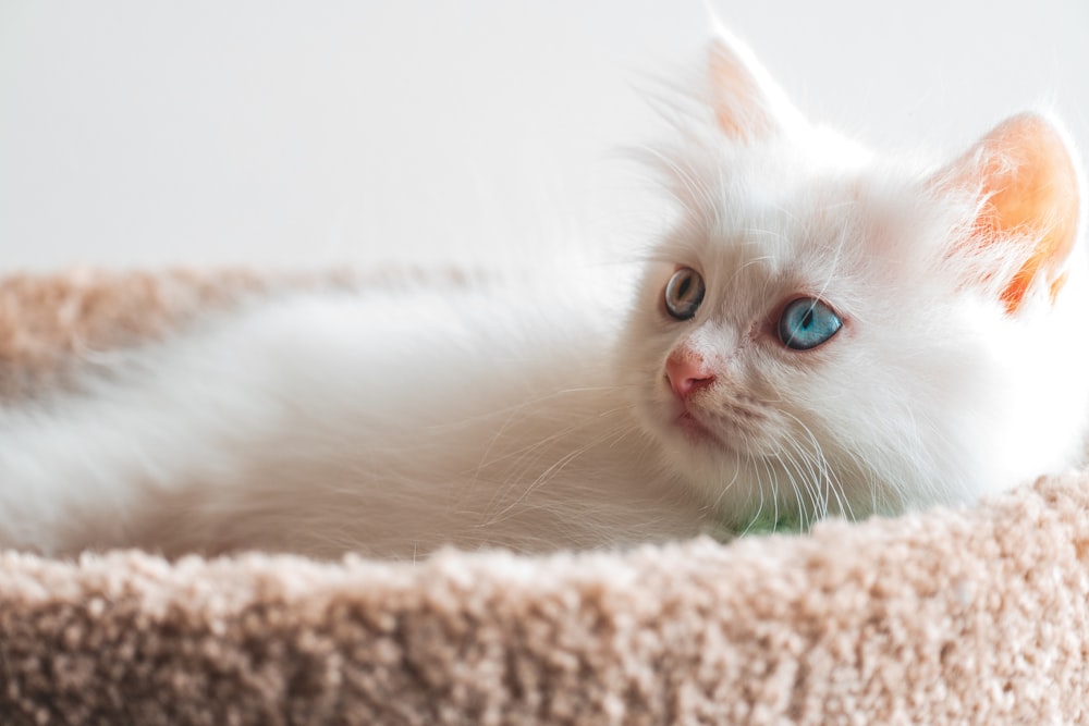 white cat on brown textile