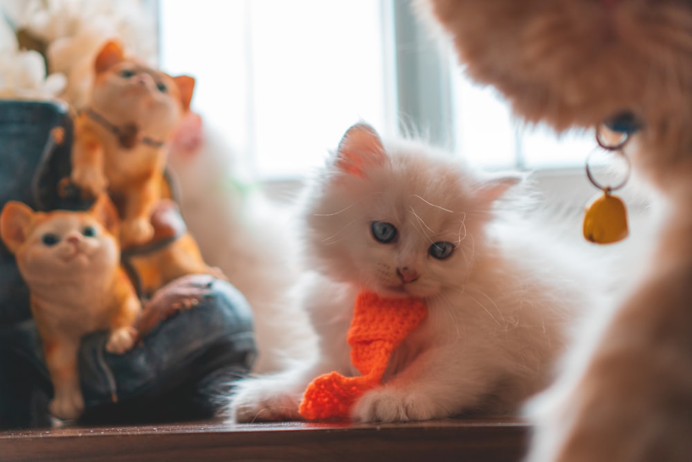 white kitten on brown wooden table