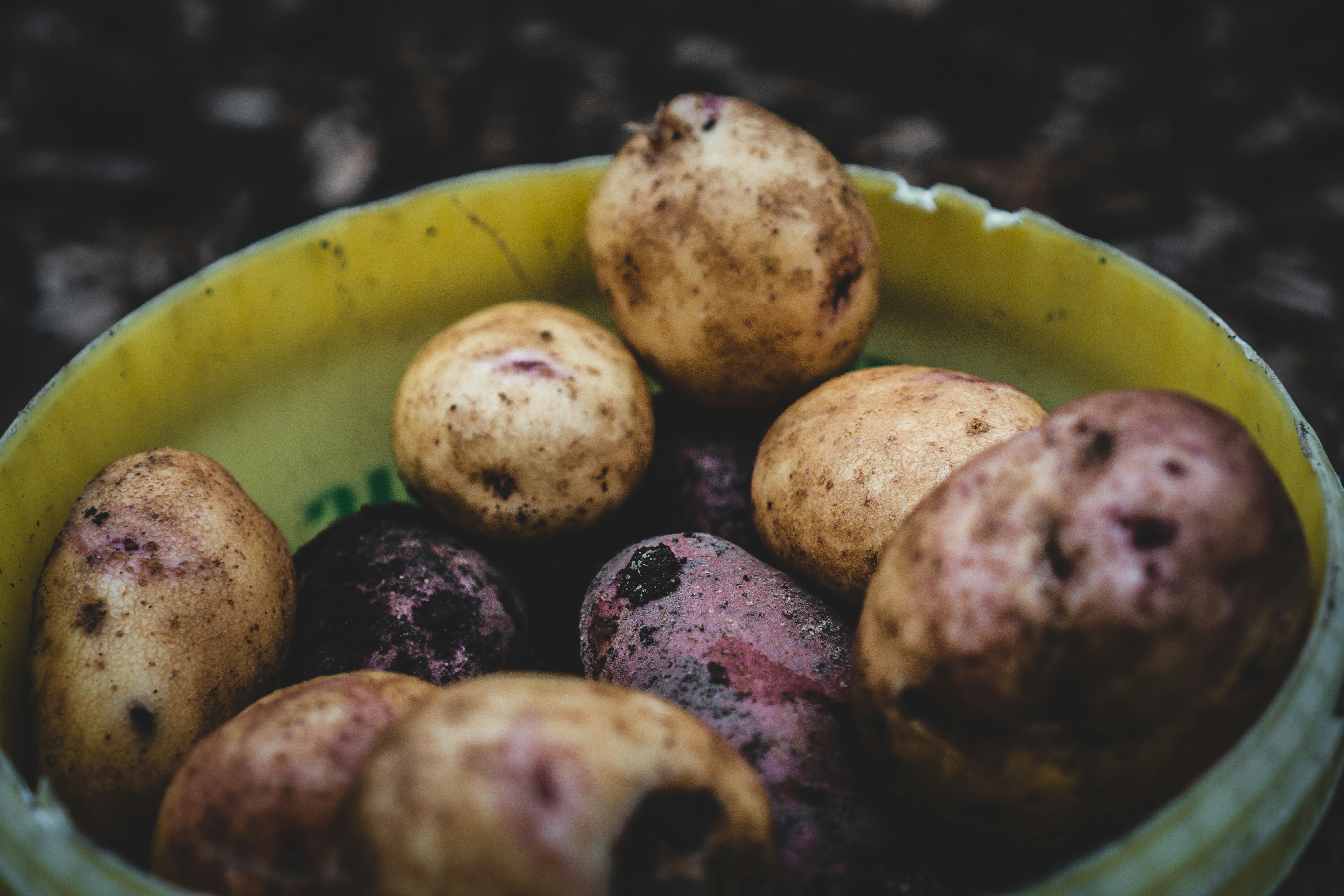 How Do I Start A Vegetable Garden?