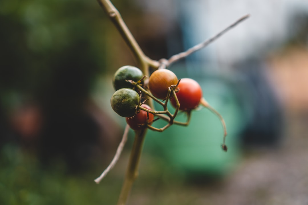 red and green round fruits