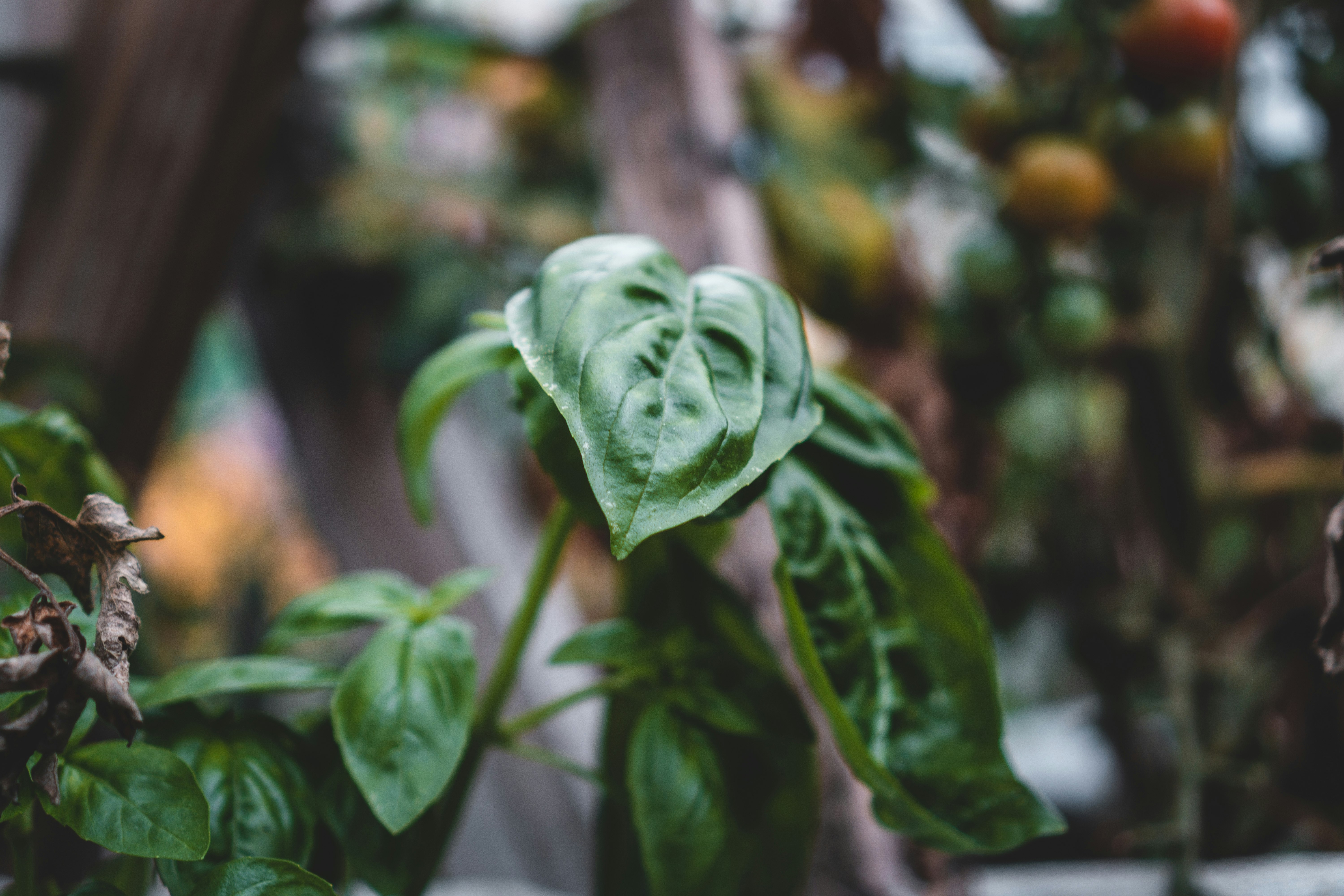 green leaves in tilt shift lens