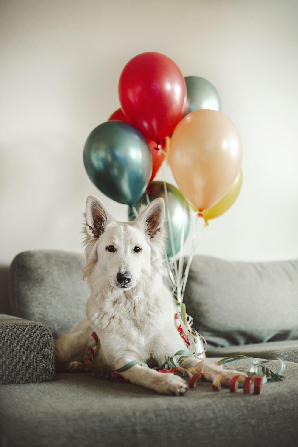 white long coated dog on gray couch