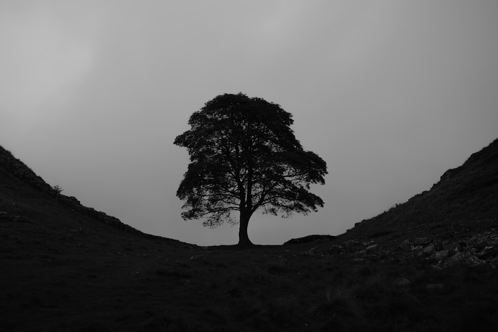 Schwarzer kahler Baum auf schwarzem Hügel