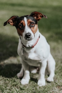 white and brown jack russell terrier puppy
