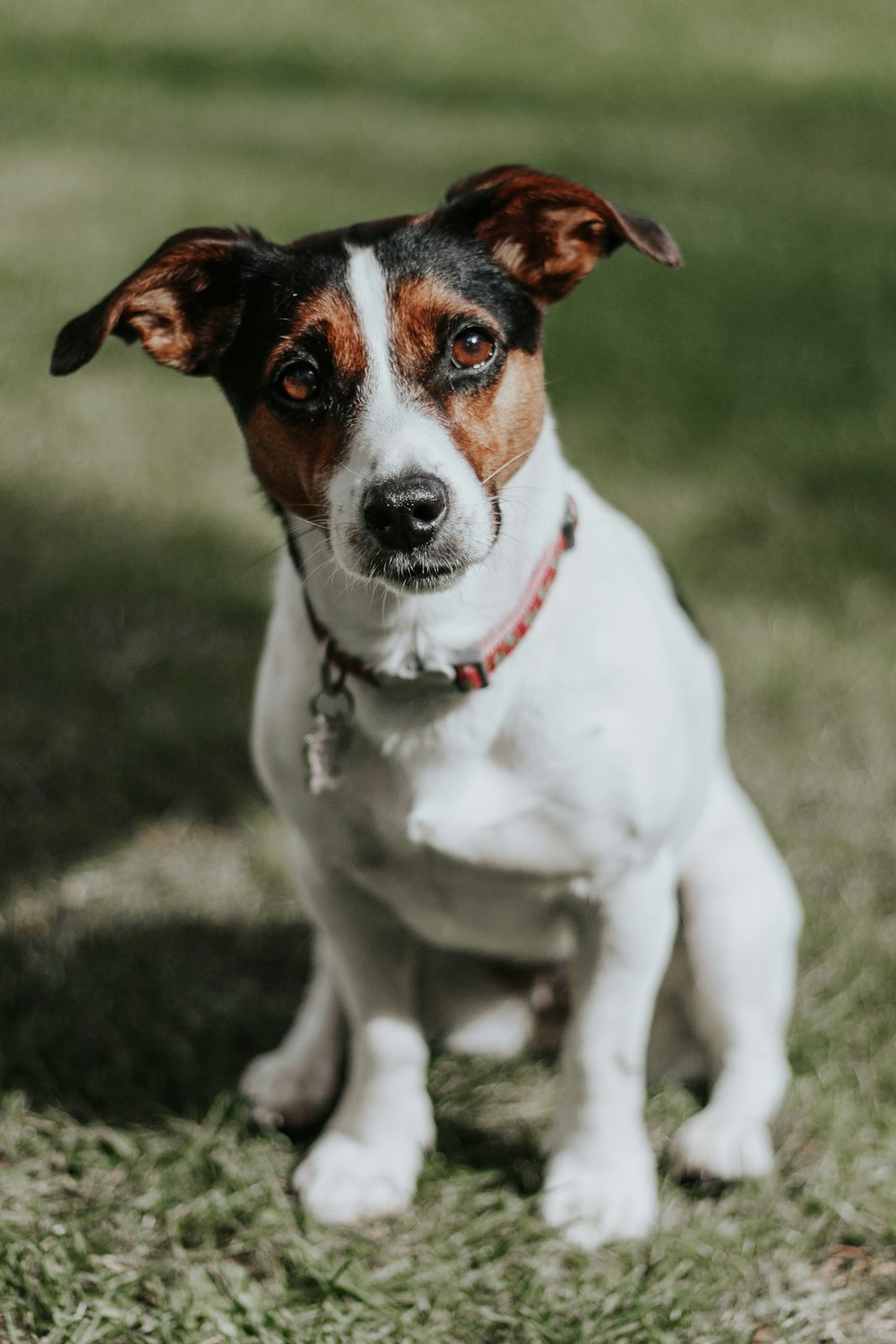 Weißer und brauner Jack Russell Terrier Welpe