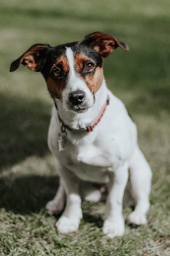 cuccia coibentata per Jack russell, barboncino, bassotto