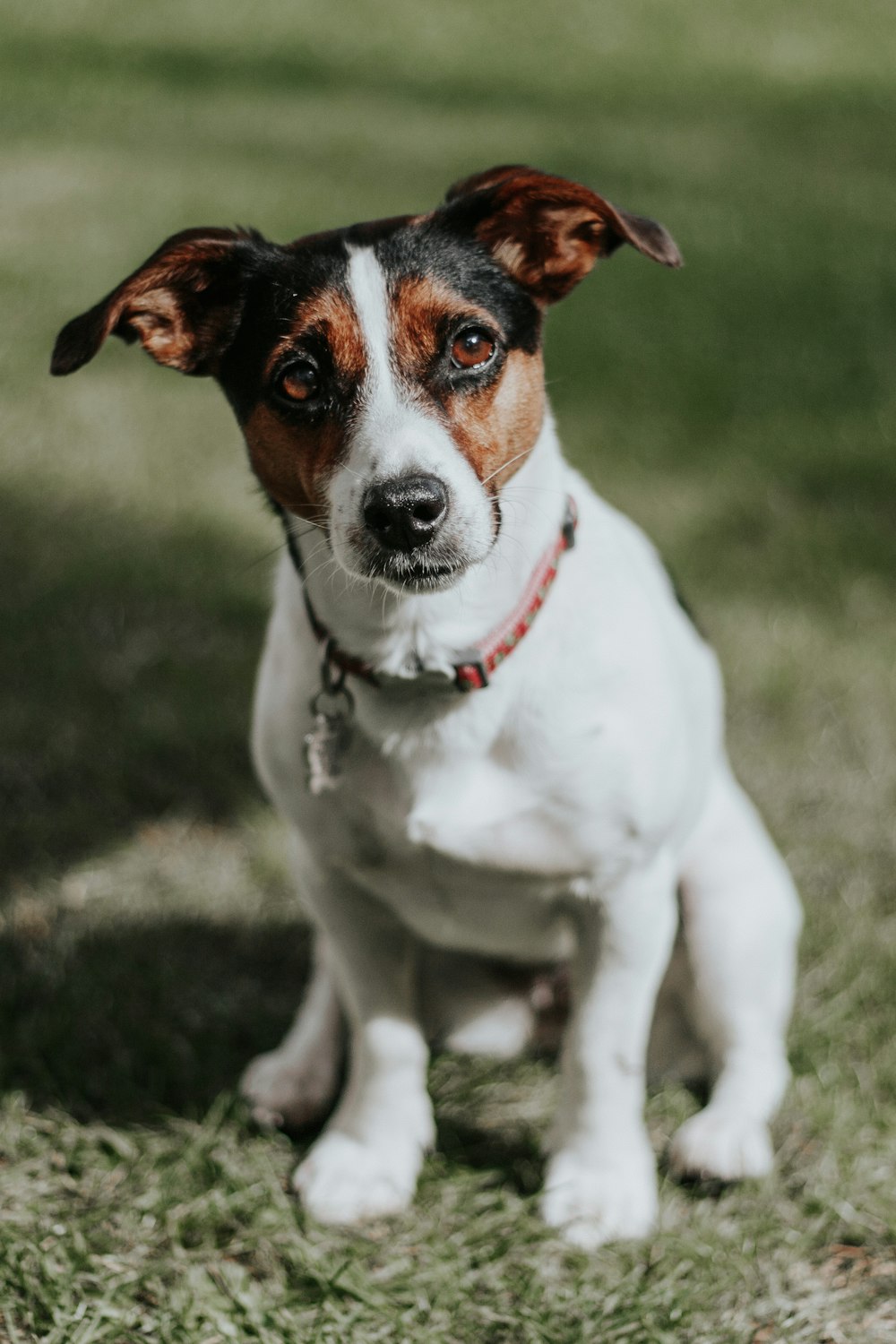 Cachorro de Jack Russell Terrier blanco y marrón