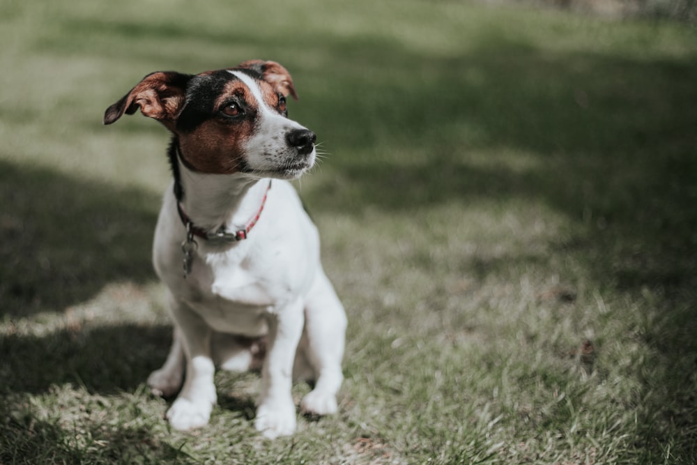 Cucciolo bianco e marrone del Jack Russell Terrier che si siede sul campo dell'erba verde durante il giorno