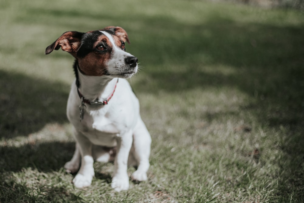 white and brown jack russell terrier puppy sitting on green grass field during daytime