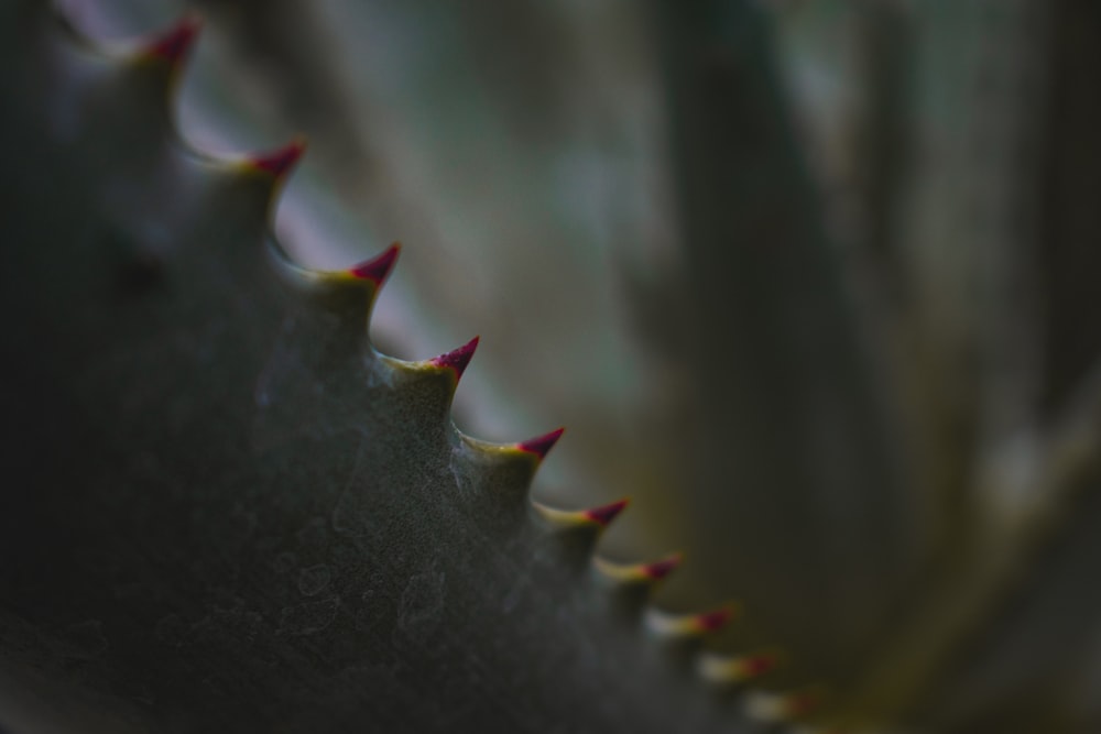 black and white feather in close up photography