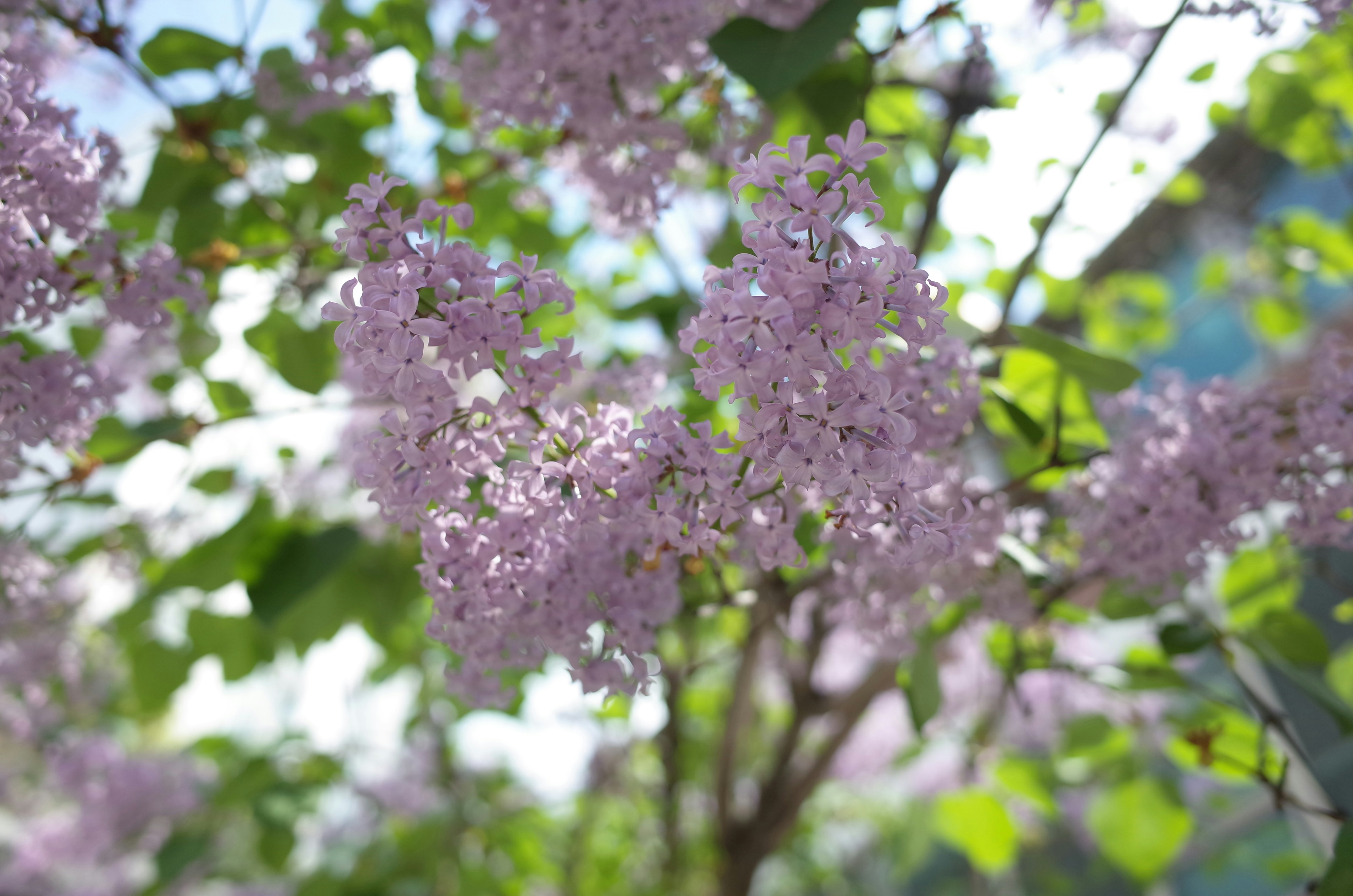 A lilac tree