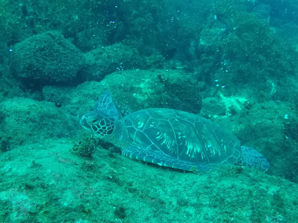 brown and black turtle on body of water