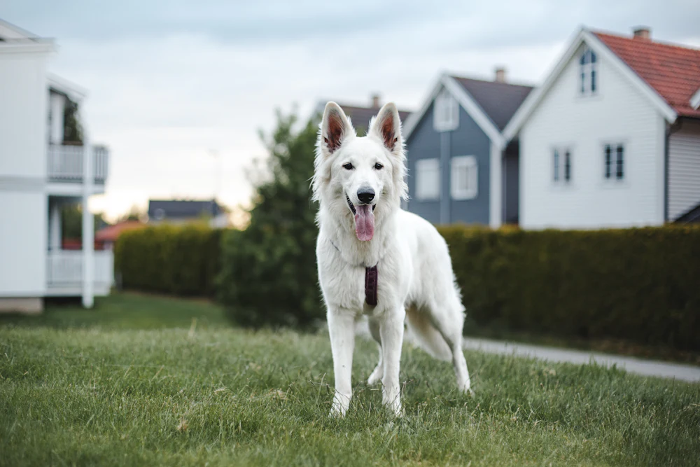 White Swiss Shepherd Dog, photo 3