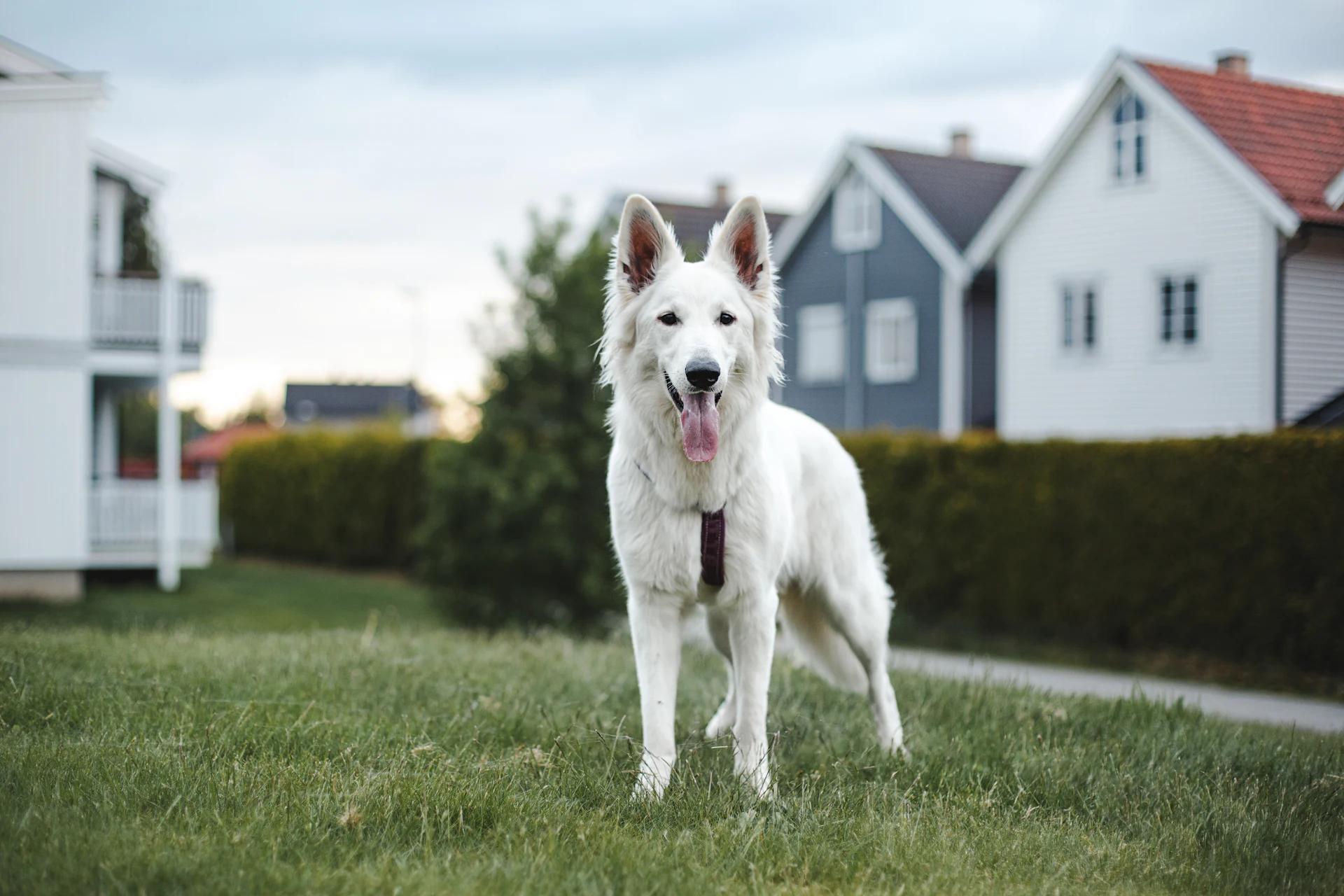 A White Swiss Shepherd Dog