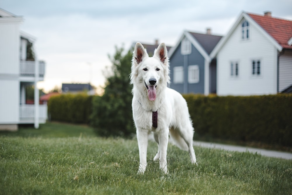 Perro blanco de pelo corto en un campo de hierba verde durante el día