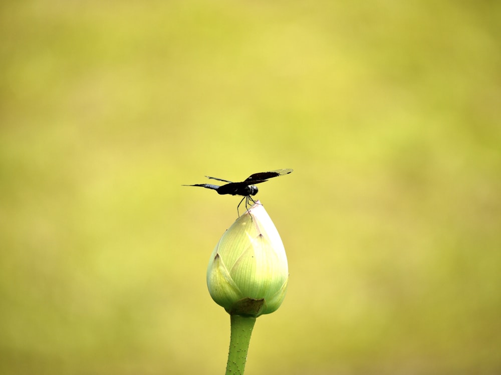 black and white bird flying over green flower bud