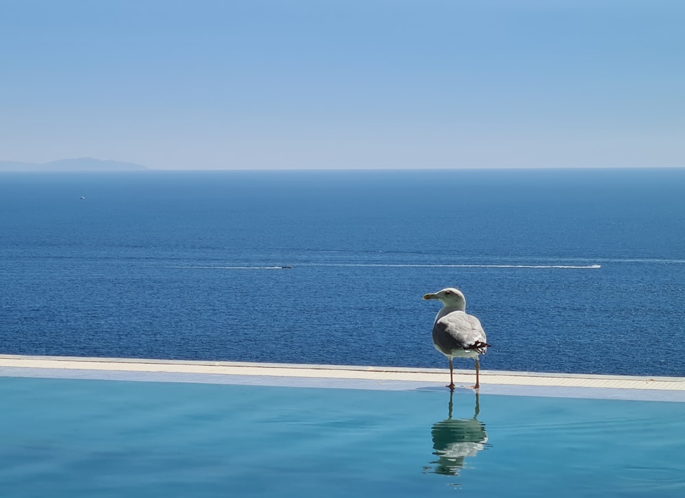 oiseau blanc et noir sur le plan d’eau pendant la journée