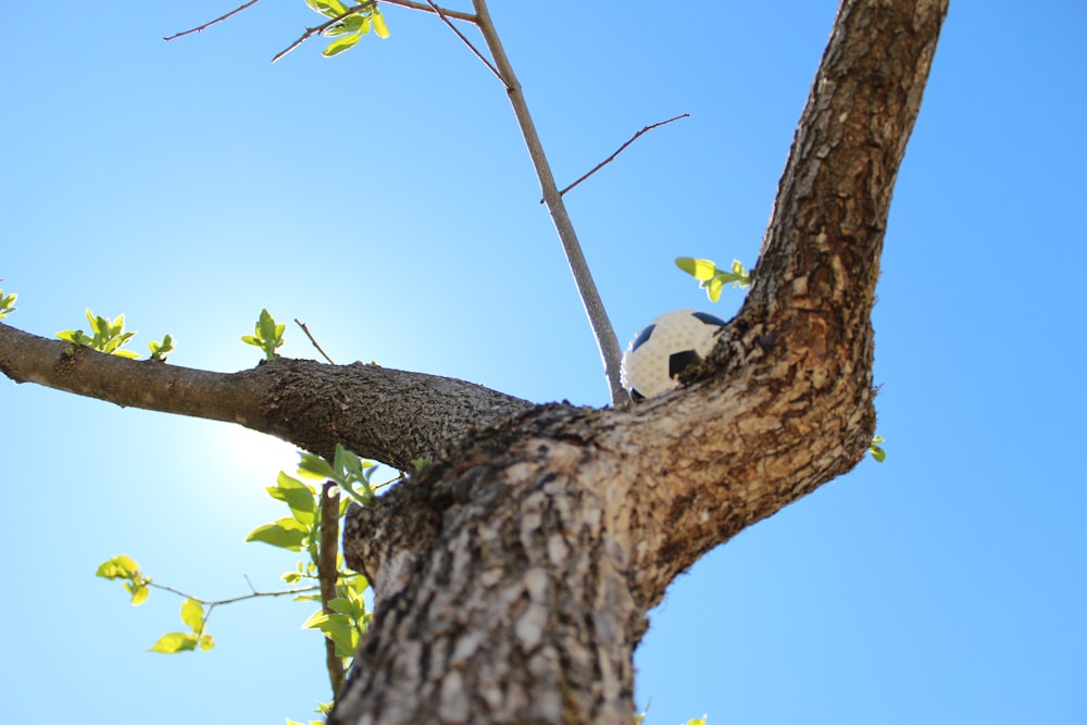 white bird on brown tree branch during daytime