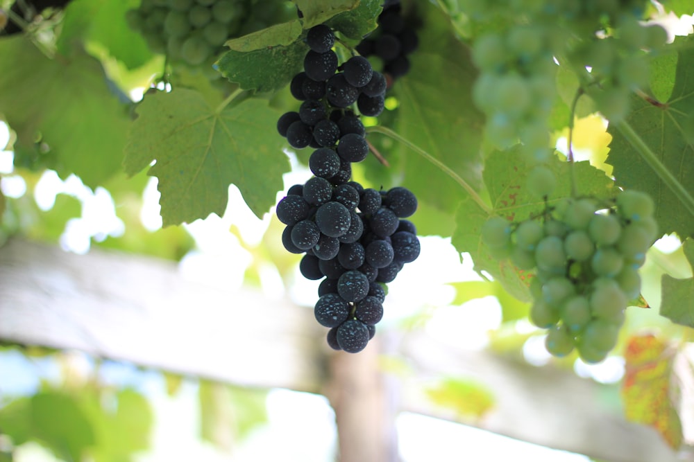 black round fruits on green tree during daytime