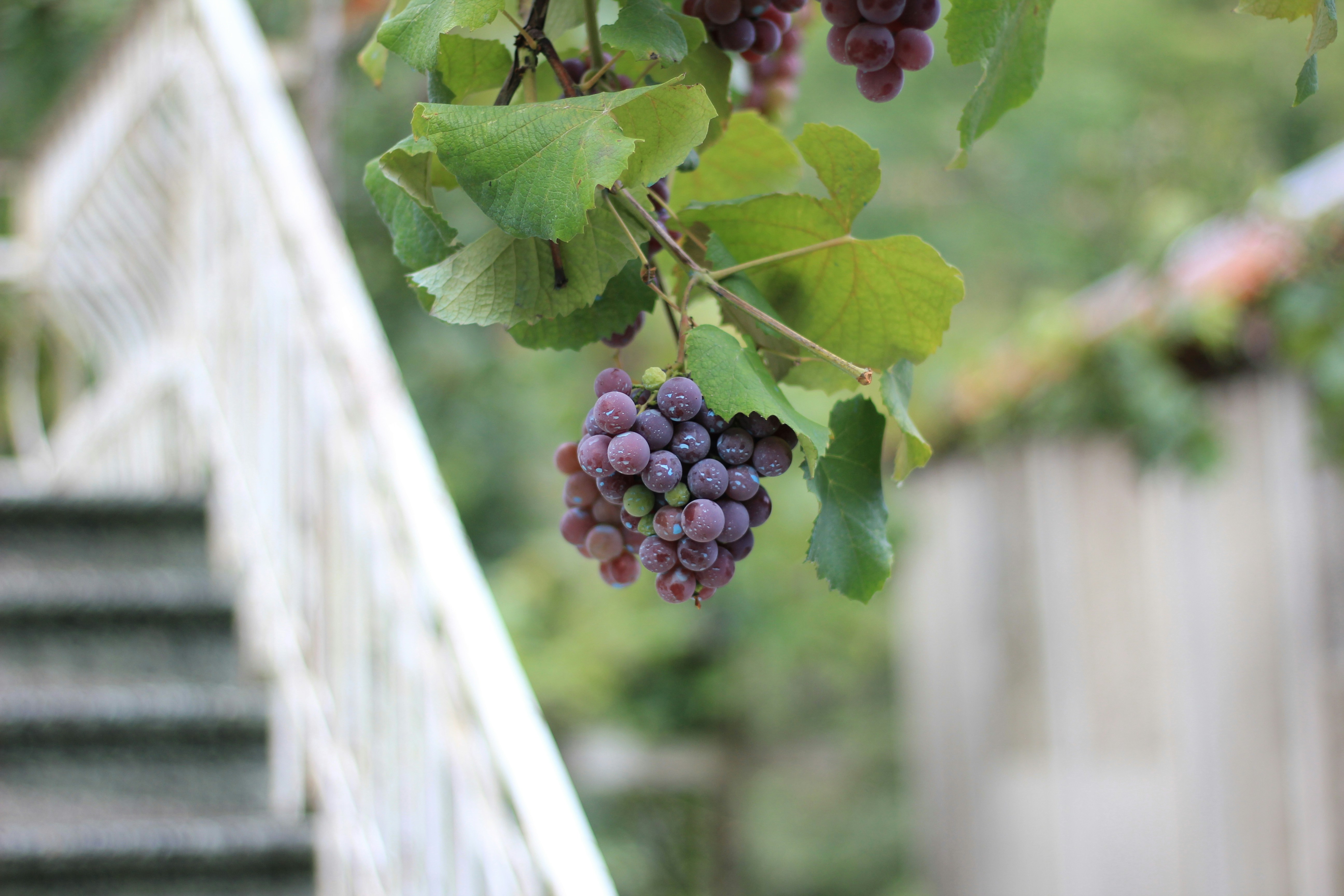 Pinot Noir
