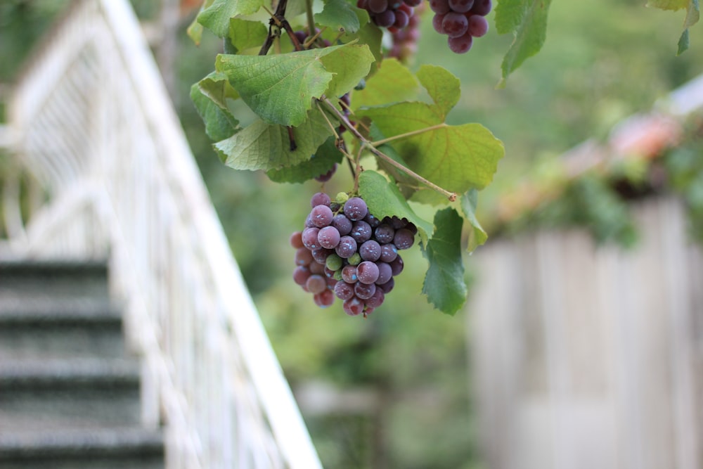 purple grapes on white wooden fence during daytime