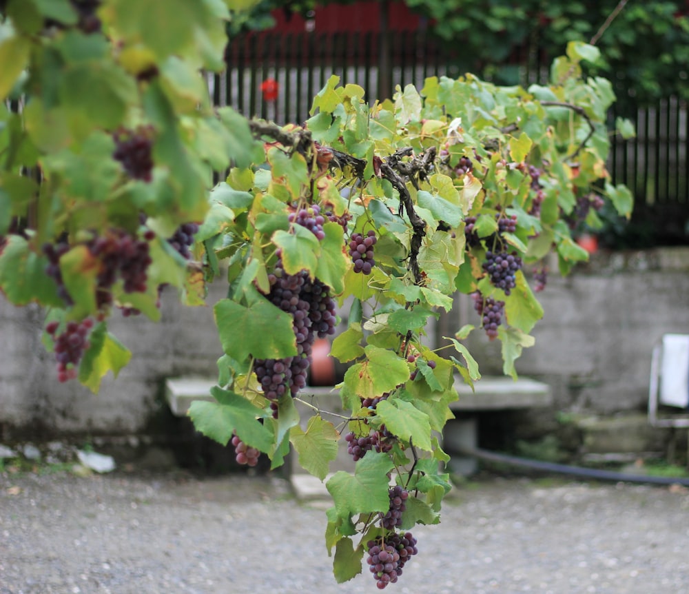 a bunch of grapes hanging from a tree